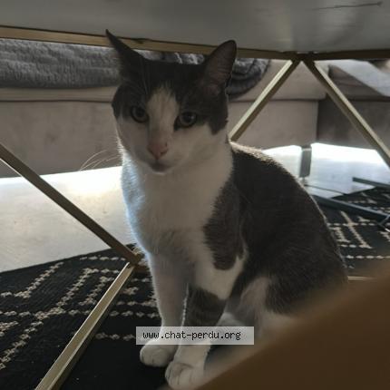 Photo 1/1 Chat retrouvé Perdu à Bordeaux