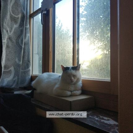 Photo de chat perdu à Tourcoing