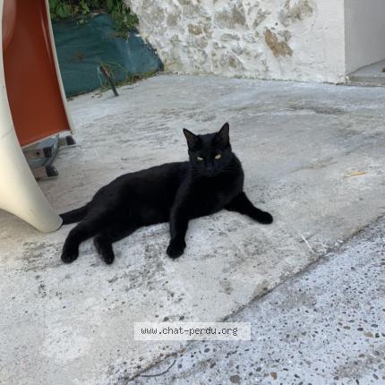 Photo 1/1 Chat retrouvé Perdu à Loupiac