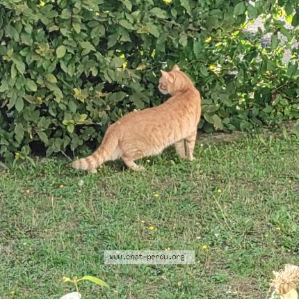 Photo 1/2 Chat retrouvé Perdu à Saint Sebastien Sur Loire