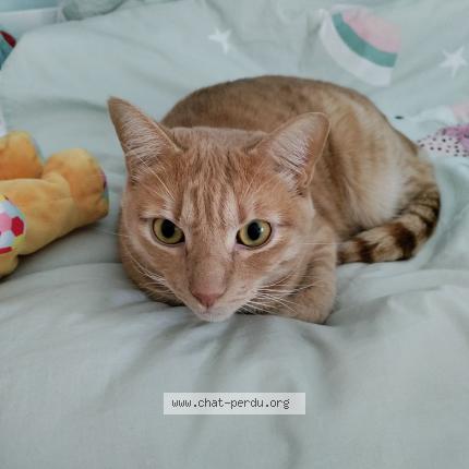 Photo 2/2 Chat retrouvé Perdu à Saint Sebastien Sur Loire