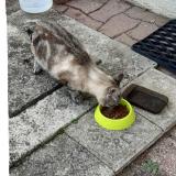 Photo de chat trouvé à Bourg En Bresse