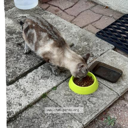 Photo 1/1 Chat retrouvé Trouvé à Bourg en bresse