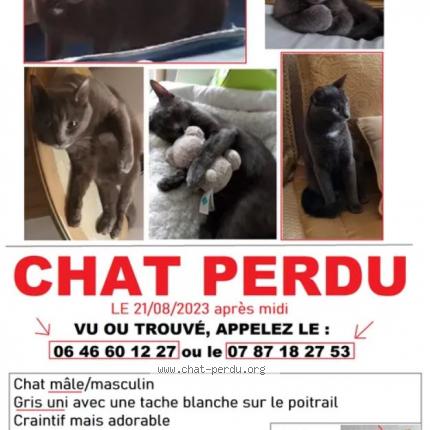 Photo de chat perdu à Boissy Saint Leger