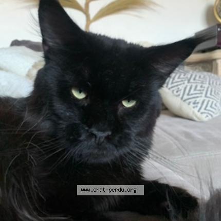Photo de chat perdu à Saint Lubin Des Joncherets