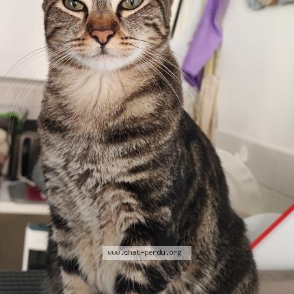 Photo 1/1 Chat retrouvé Perdu à Vichy