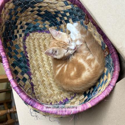 Photo de chat perdu à Saint Renan