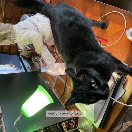 Photo de chat perdu à Taule