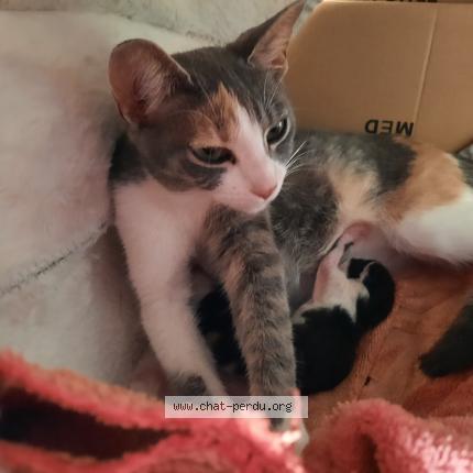 Photo 1/1 Chat retrouvé Perdu à Bray Sur Seine