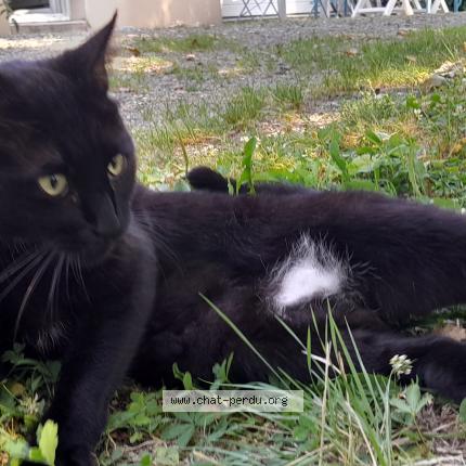 Photo 1/1 Chat retrouvé Trouvé à Tours