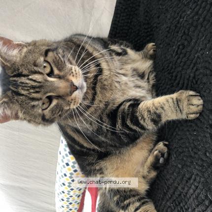 Photo 1/1 Chat retrouvé Perdu à Beaumont
