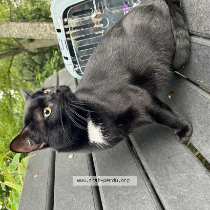 Photo de chat perdu à Ermont