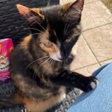 Photo de chat perdu à Acheres