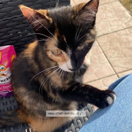 Photo 1/1 Chat retrouvé Perdu à Acheres