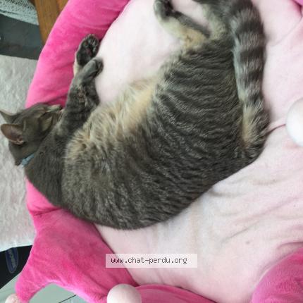 Photo de chat perdu à Wormhout