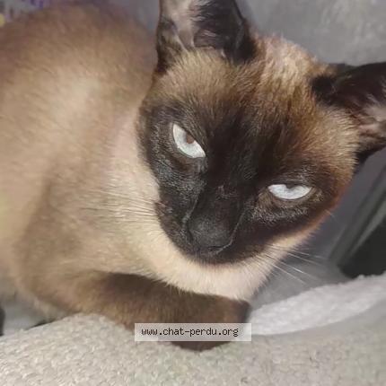 Photo de chat perdu à Argenteuil