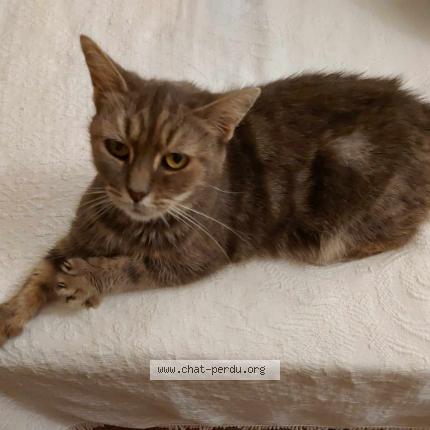 Photo 1/1 Chat retrouvé Trouvé à Les ponts de ce