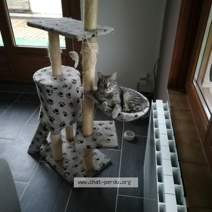 Photo 1/1 Chat retrouvé Perdu à Sermange