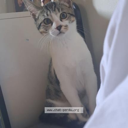 Photo 1/1 Chat retrouvé Perdu à Villefranche Sur Saone