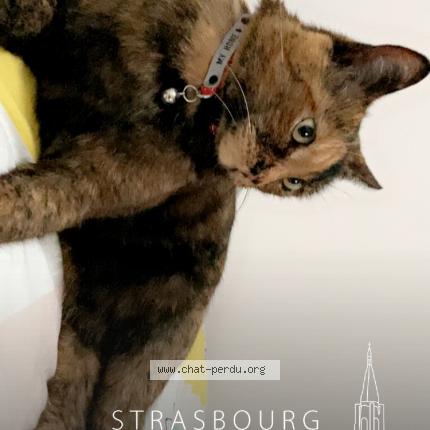 Photo de chat perdu à Saint Maur Des Fosses