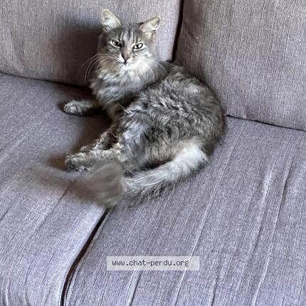 Photo 1/1 Chat retrouvé Perdu à Corquilleroy