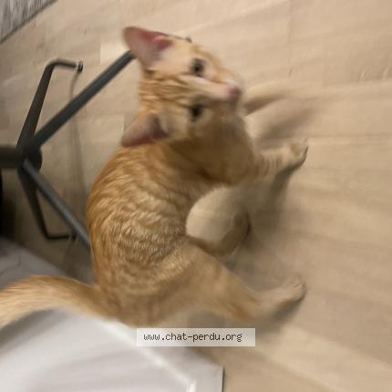 Photo 1/1 Chat retrouvé Trouvé à Clamart