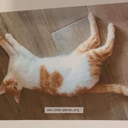 Photo 1/1 Chat retrouvé Perdu à Chazay D Azergues