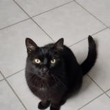 Photo de chat perdu à Blaru