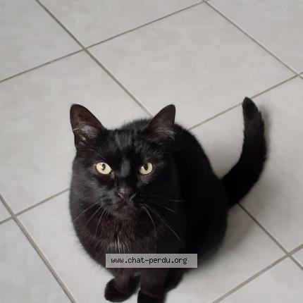 Photo 1/1 Chat retrouvé Perdu à Blaru