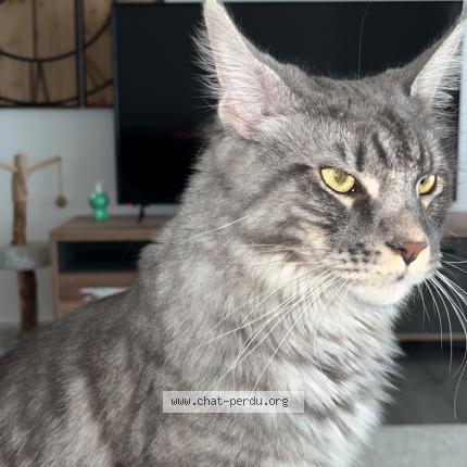 Photo de chat perdu à Annemasse