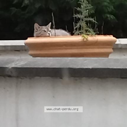 Photo de chat perdu à Douai