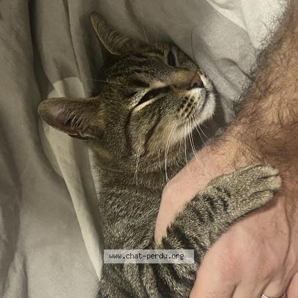 Photo 1/1 Chat retrouvé Perdu à La Garenne Colombes