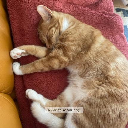 Photo de chat perdu à Chartres