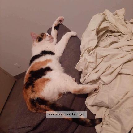 Photo de chat perdu à Chaume En Retz