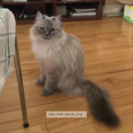 Photo 1/1 Luna ou Claire de Lune Chat perdu à Repentigny yamachiche