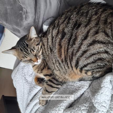 Photo 1/1 Chat retrouvé Perdu à Saclay