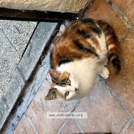 Photo de chat perdu à Espinasse