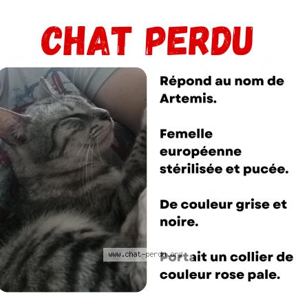Photo de chat perdu à Reze