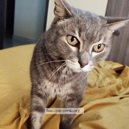 Photo de chat perdu à Beziers