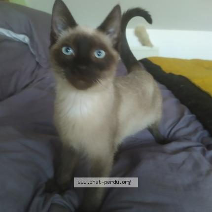 Photo 1/1 Chat retrouvé Perdu à Le Perreux