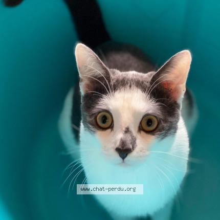 Photo de chat perdu à Saint Andre Lez Lille
