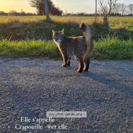 Photo 1/1 Chat retrouvé Perdu à Les Touches De Perigny