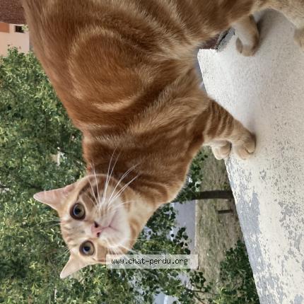 Photo 1/1 Chat retrouvé Perdu à Amiens