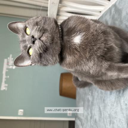 Photo 1/1 Chat retrouvé Perdu à Houplines