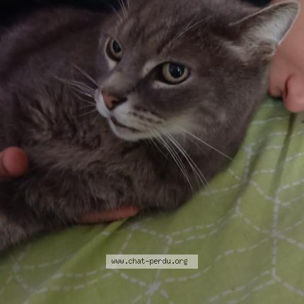 Photo de chat perdu à Montpellier