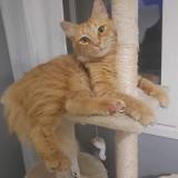 Photo de chat perdu à Saint Etienne Du Bois