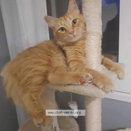 Photo 1/1 Chat retrouvé Perdu à Saint etienne du bois