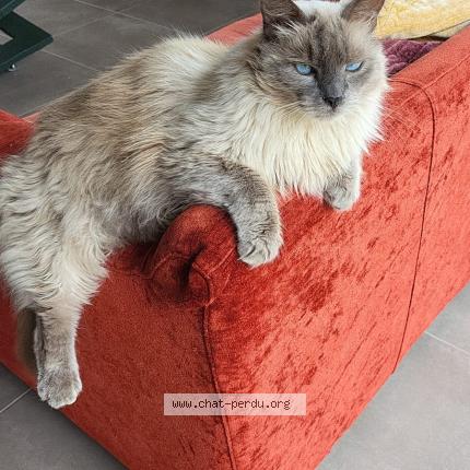 Photo de chat perdu à Nantes