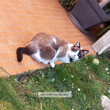 Photo 1/1 Chat retrouvé Perdu à Tours