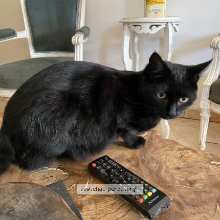 Photo 1/1 Chat retrouvé Perdu à Mamers